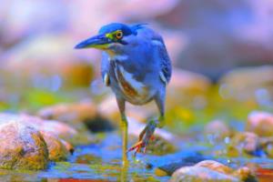 克洛泽,世界杯赛场上不可或缺的中坚力量克洛泽在世界杯